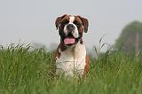 BOXER 321